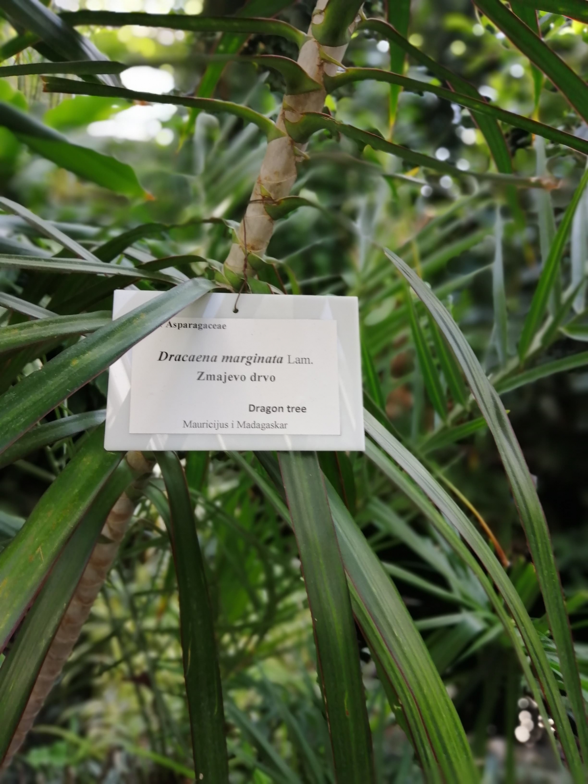 Poseta Botaničkoj bašti