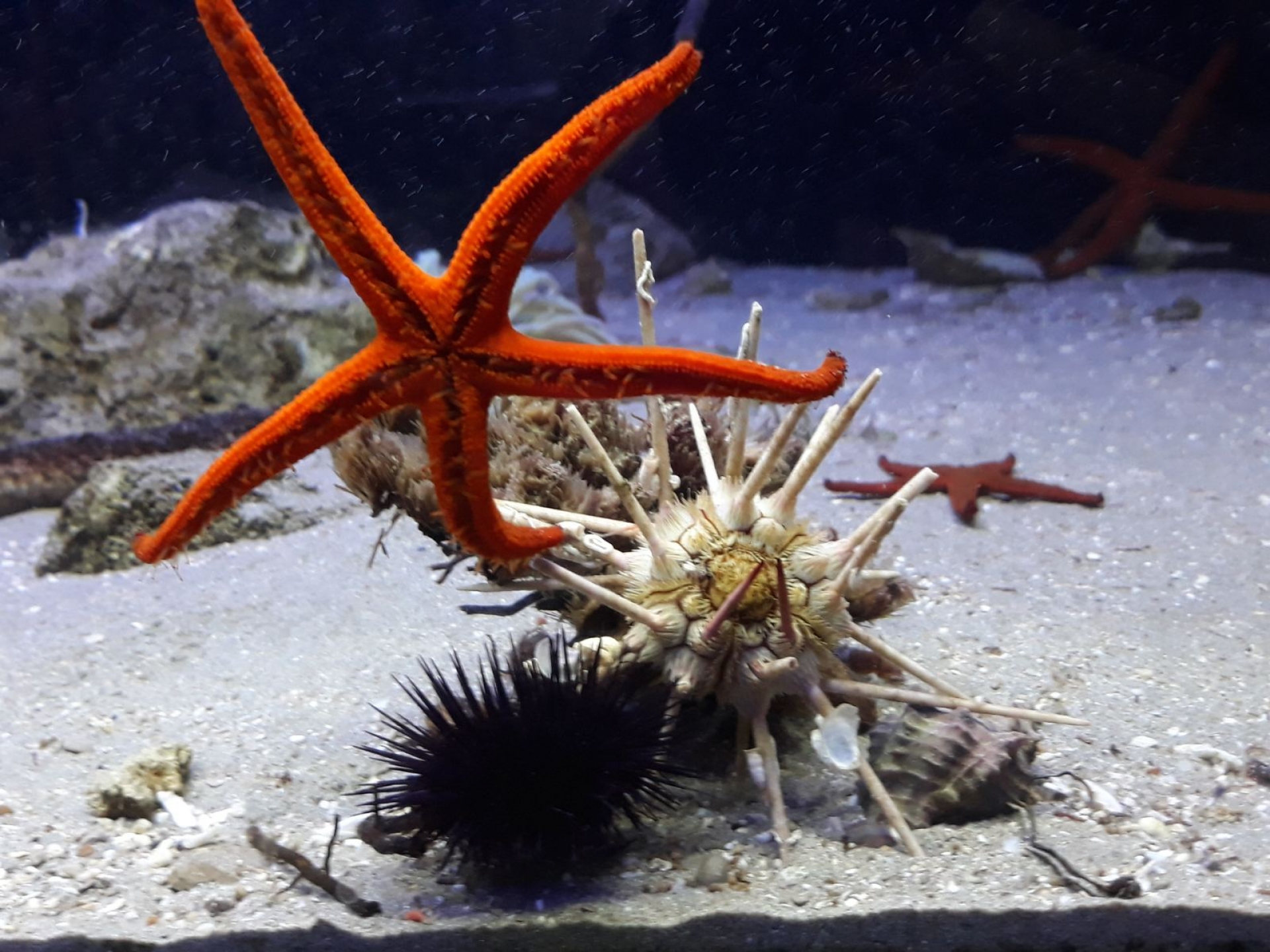 Poseta Javnom akvarijumu i tropikarijumu